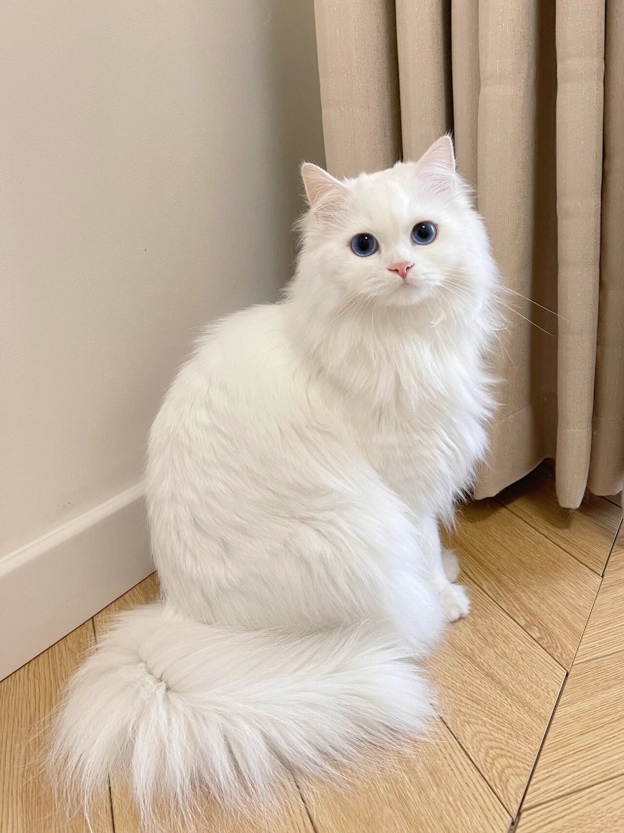 我养了一只小白脸猫咪,它的毛色雪白,眼睛湛蓝,非常