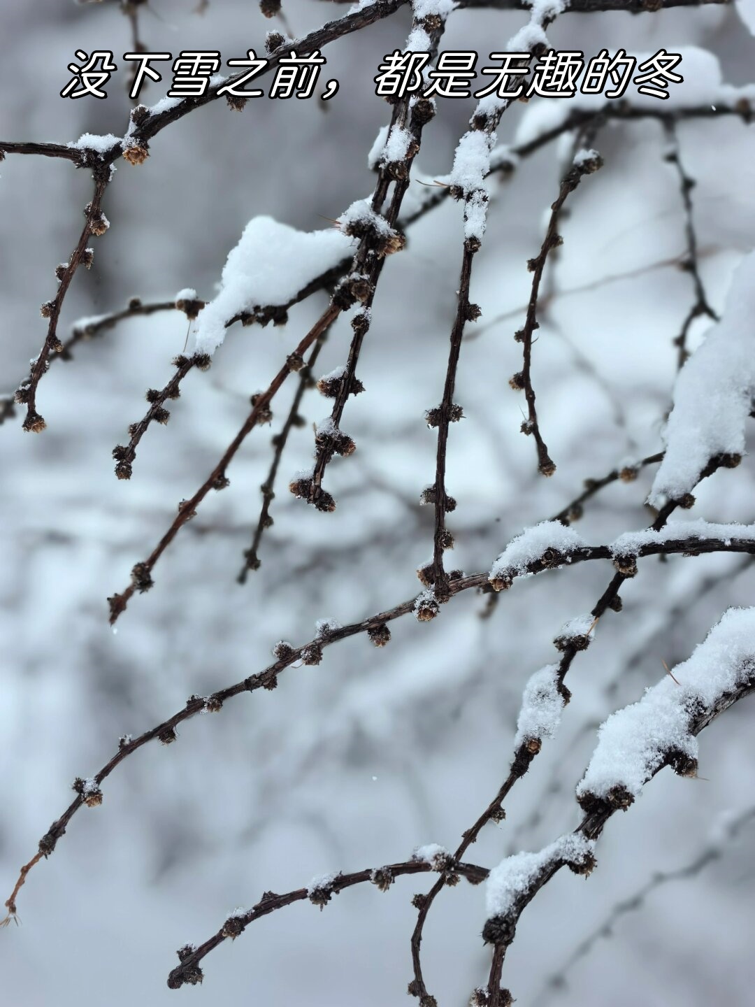 一睁开眼窗外就是白茫茫的一片仿佛整个世界都被雪花覆盖等待孜乙