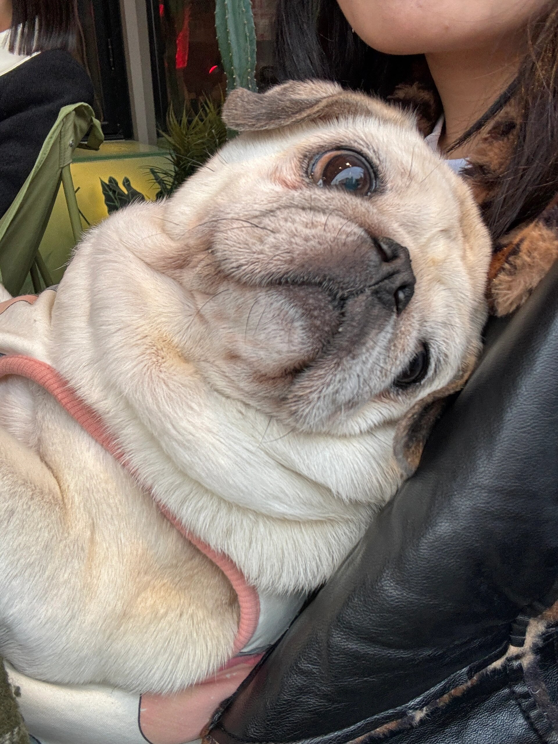 大家好呀,今天我想和大家分享一下我家的巴哥罗拉,一只超级可爱的狗狗