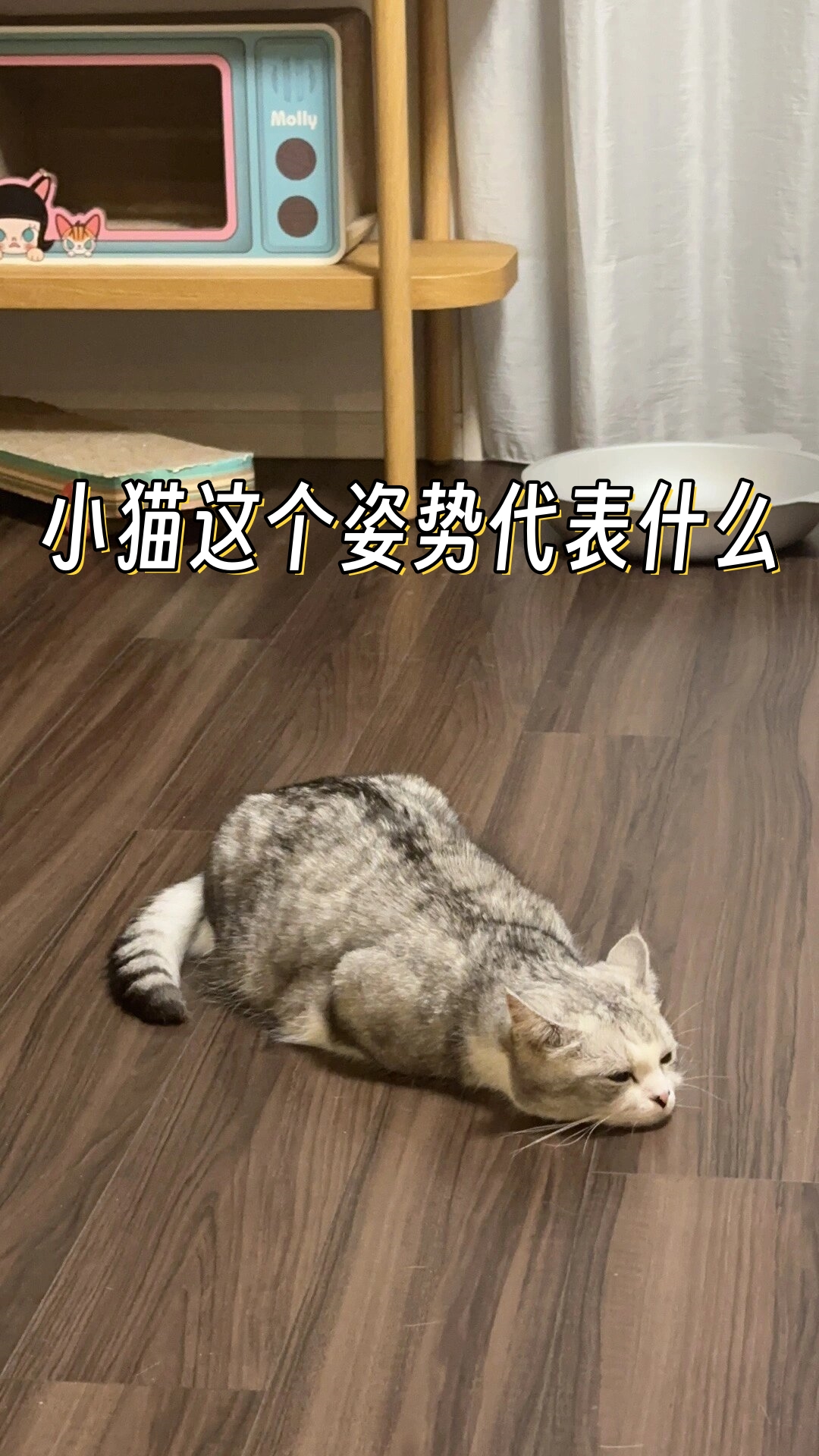 小猫这个姿势代表什么