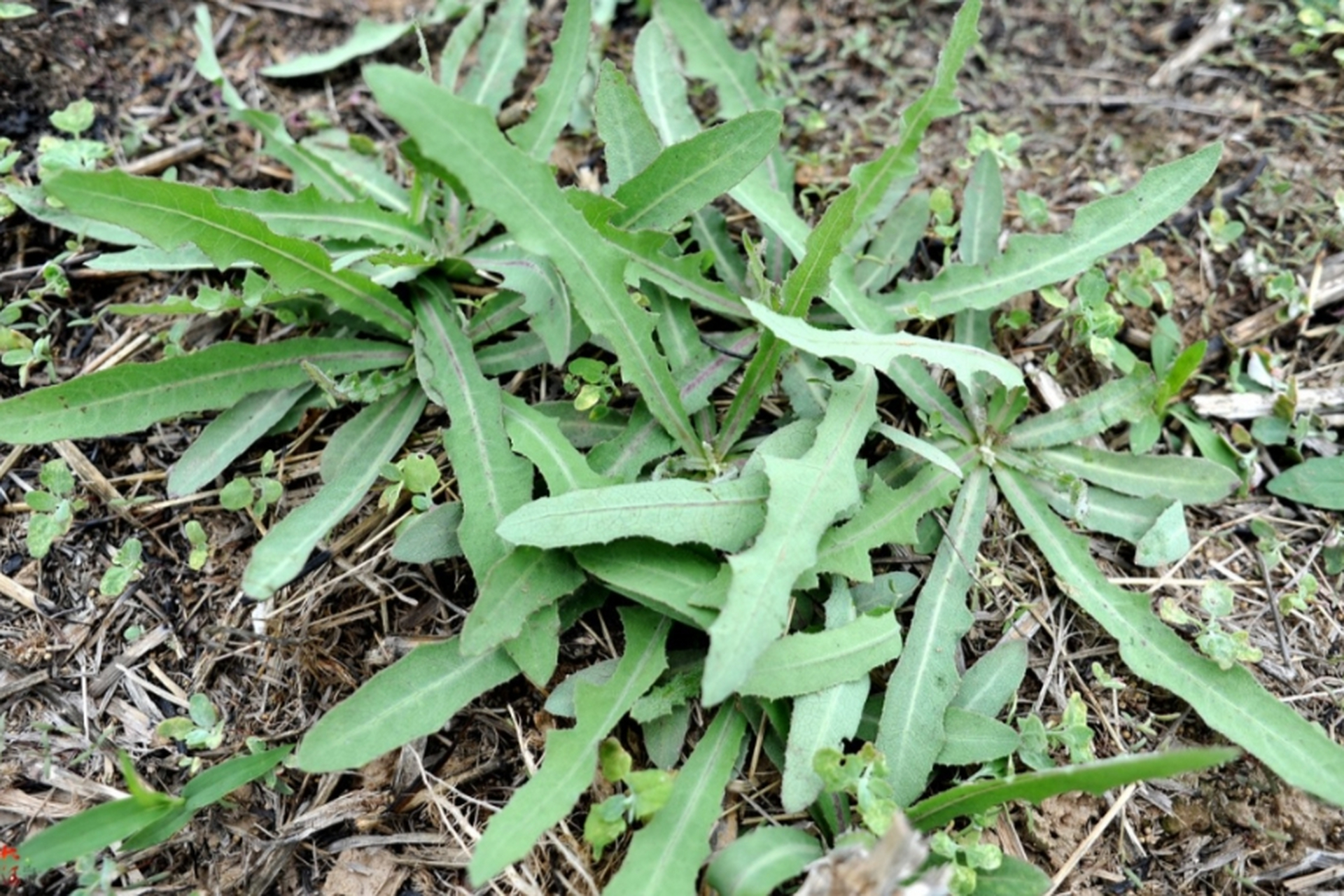 苦胆菜照片图片