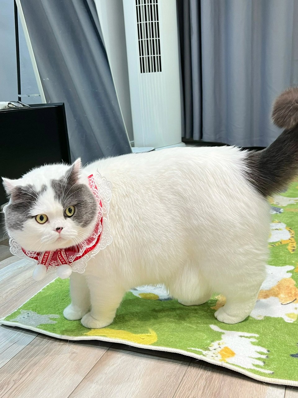 胖丁的节日礼物  胖丁是一只非常可爱的猫猫,它有着圆滚滚的小肚子