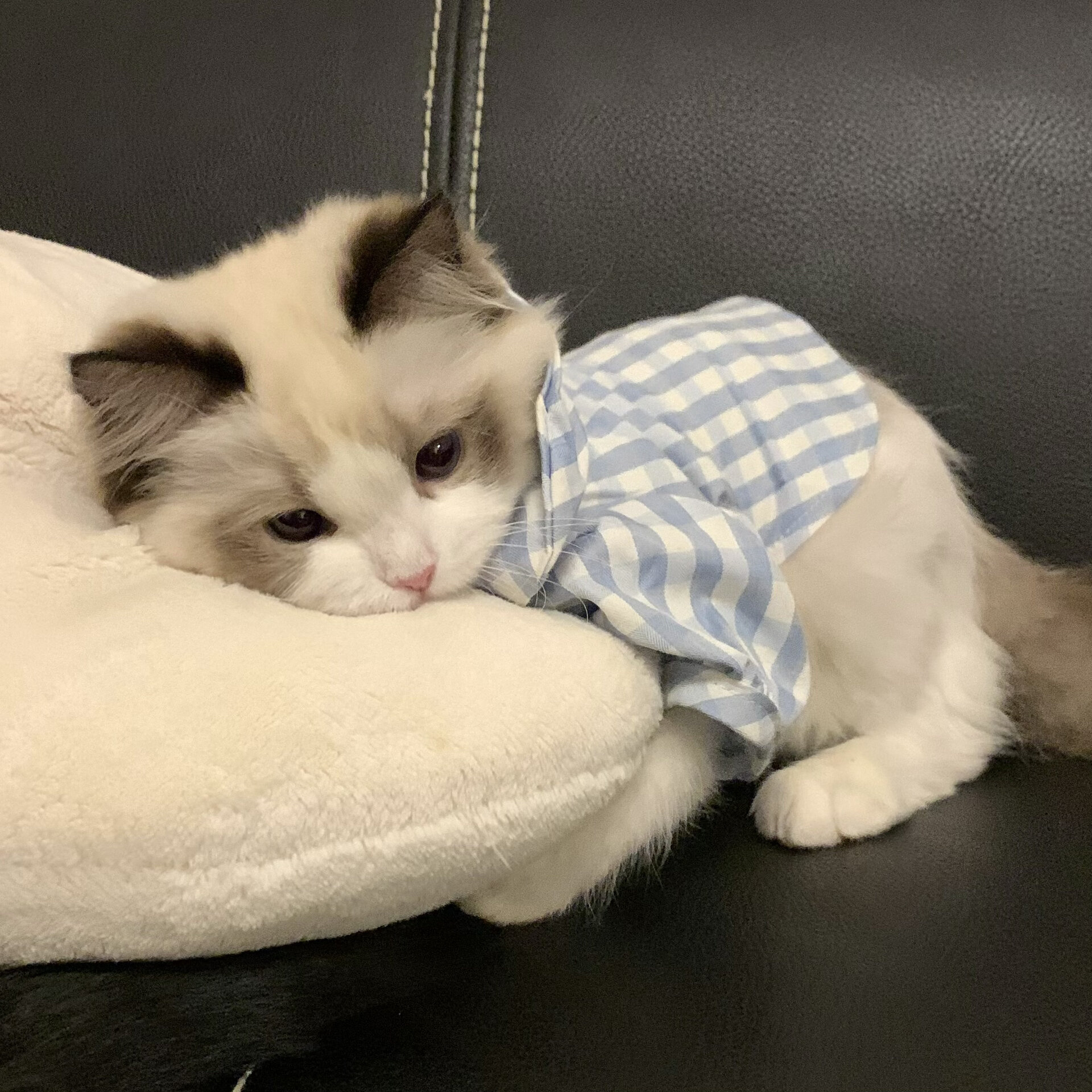 我家猫猫浑身毛茸茸的,像一个小棉球