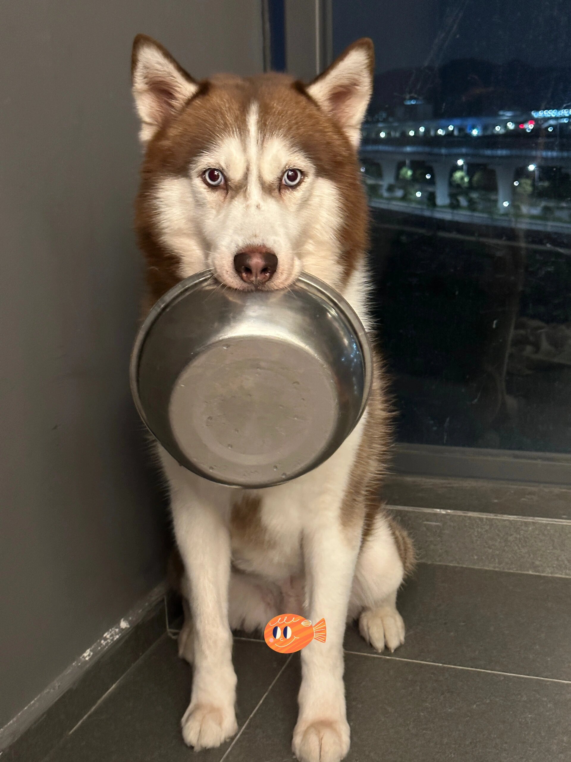 我是一只可爱的哈士奇,今天我要和你们分享一下我的晚餐时间