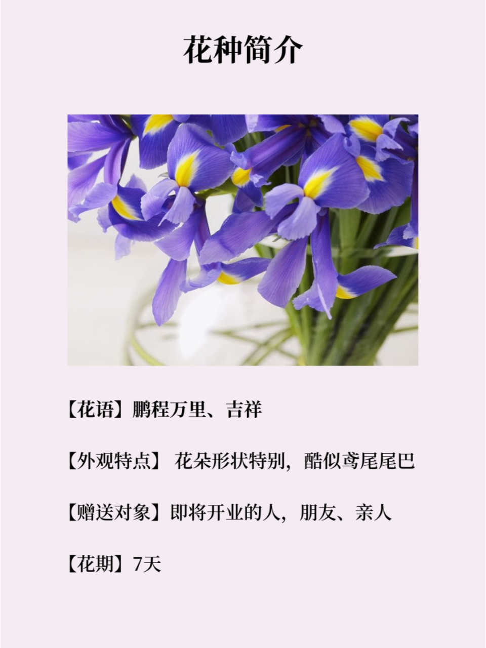 鲜花种类及花语图片