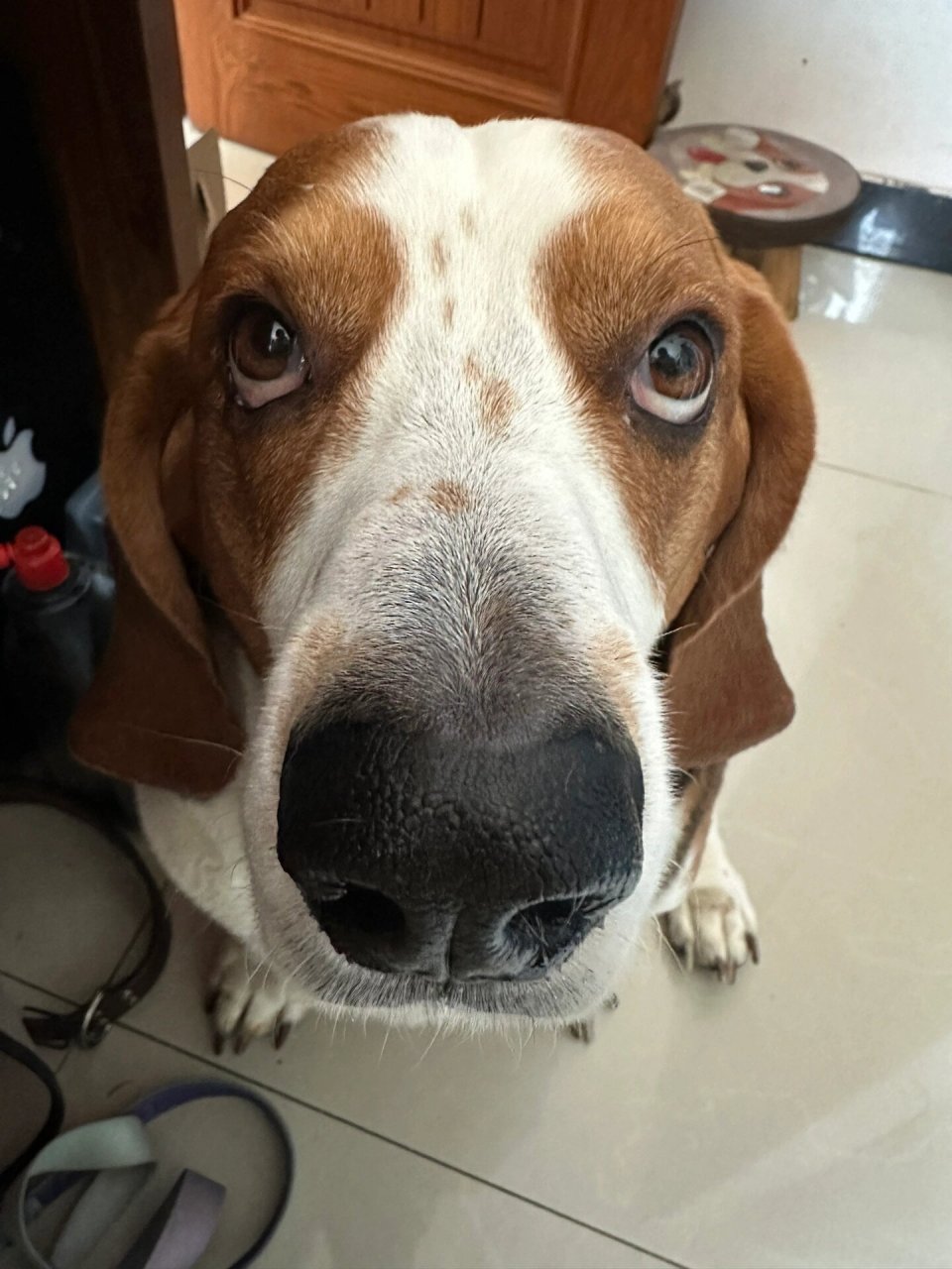 贪吃的狗狗  我是一只可爱的巴吉度/比格犬,我最喜欢的事情就是吃东西