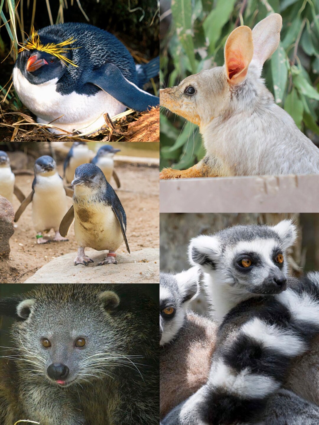 澳大利亚萌萌动物合集 澳大利.@是小沐老师的动态