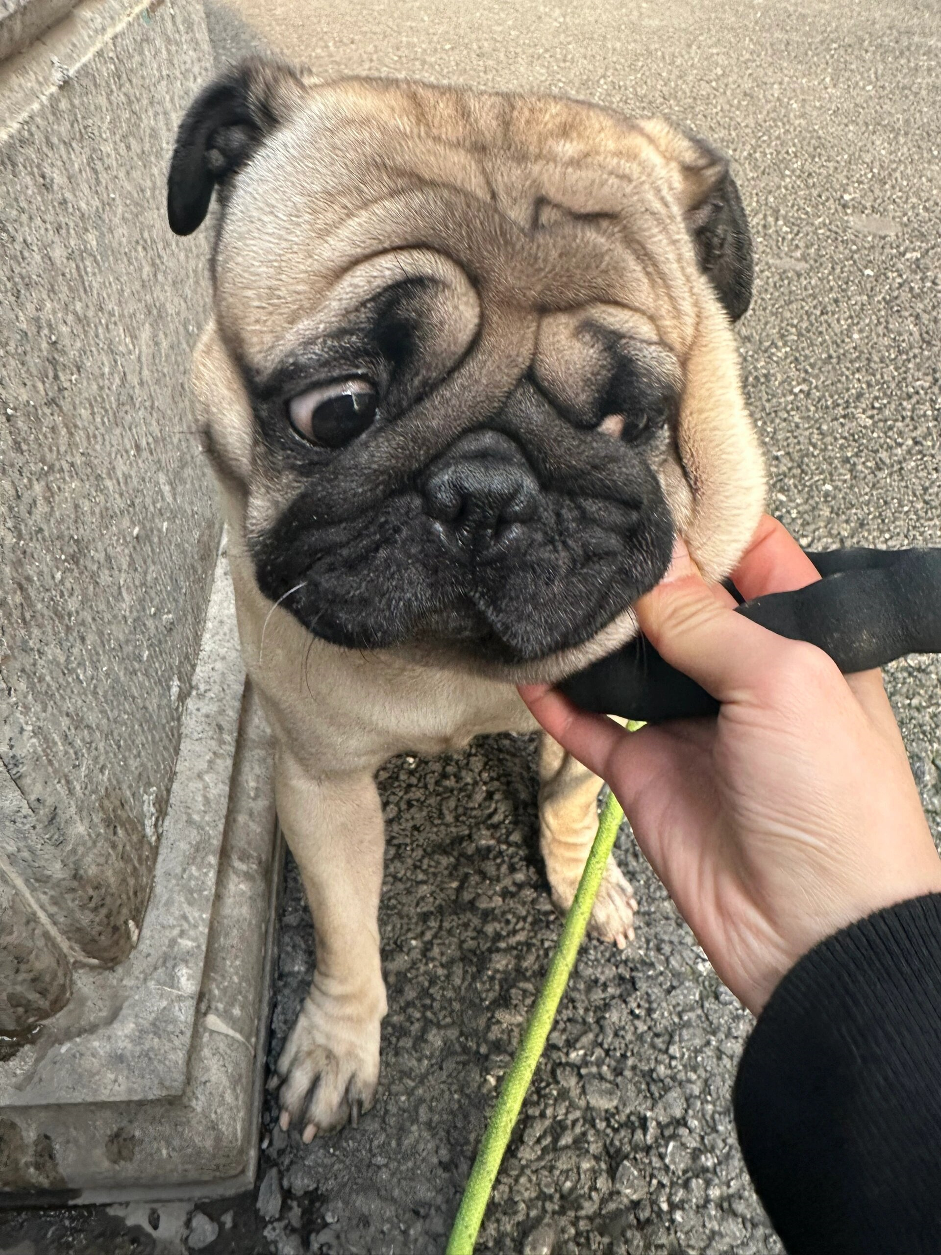 今天我的主人回家后一直在扒拉我,也不知道是怎么了