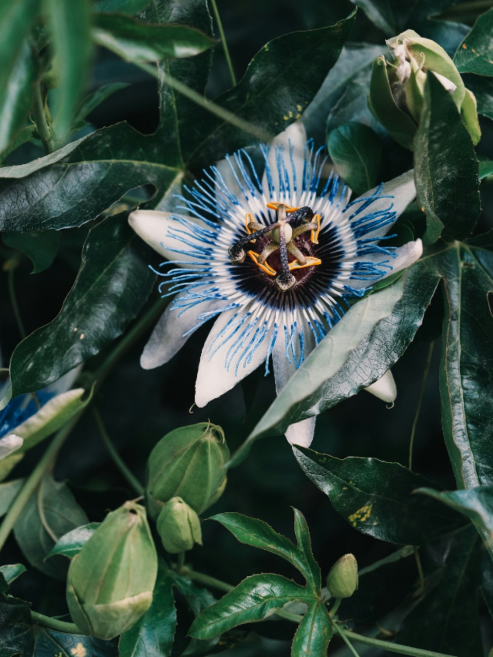 每天认识一种植物  帕西菲卡星光花  帕西菲卡星光花(passiflora