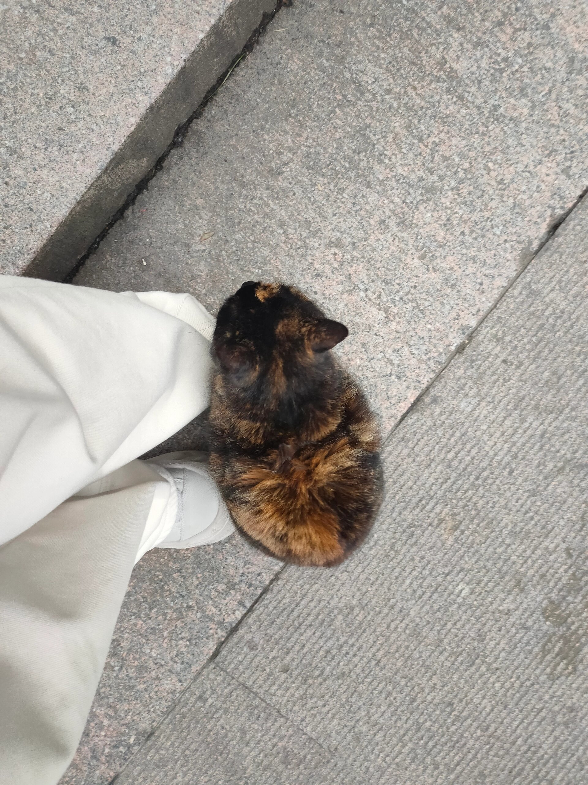 在灵隐寺参观完往出口处走,偶遇猫大人!