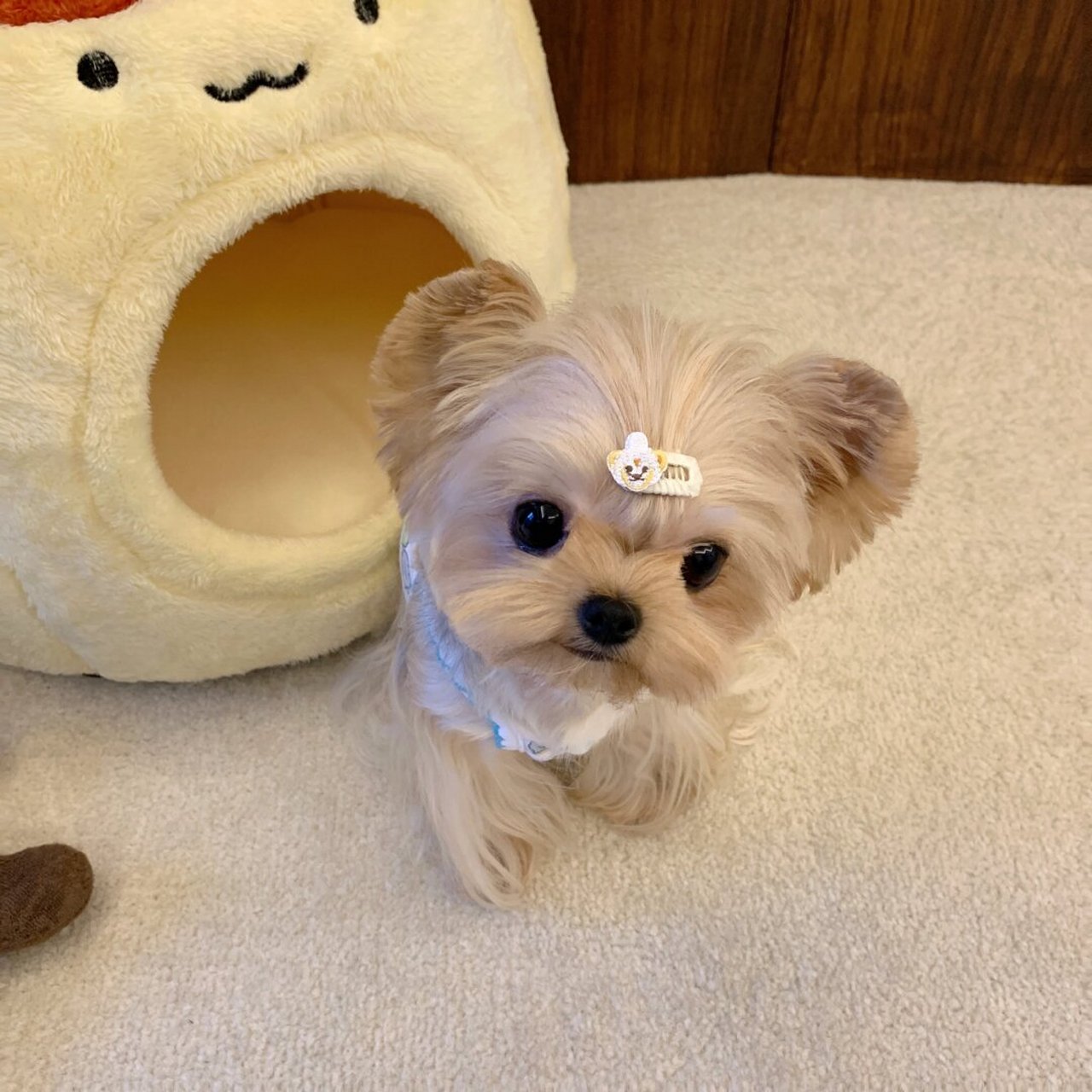 布丁狗狗头像来啦!  哇哦!这难道不是布丁狗本狗吗?