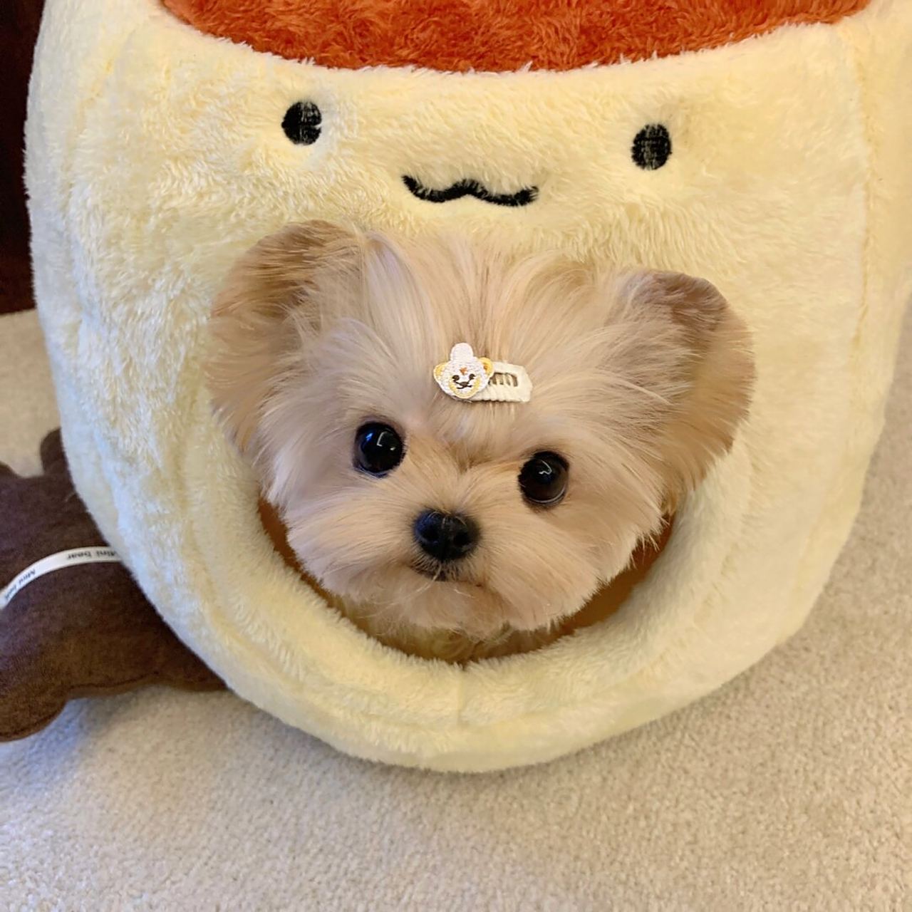 布丁狗狗头像来啦!  哇哦!这难道不是布丁狗本狗吗?