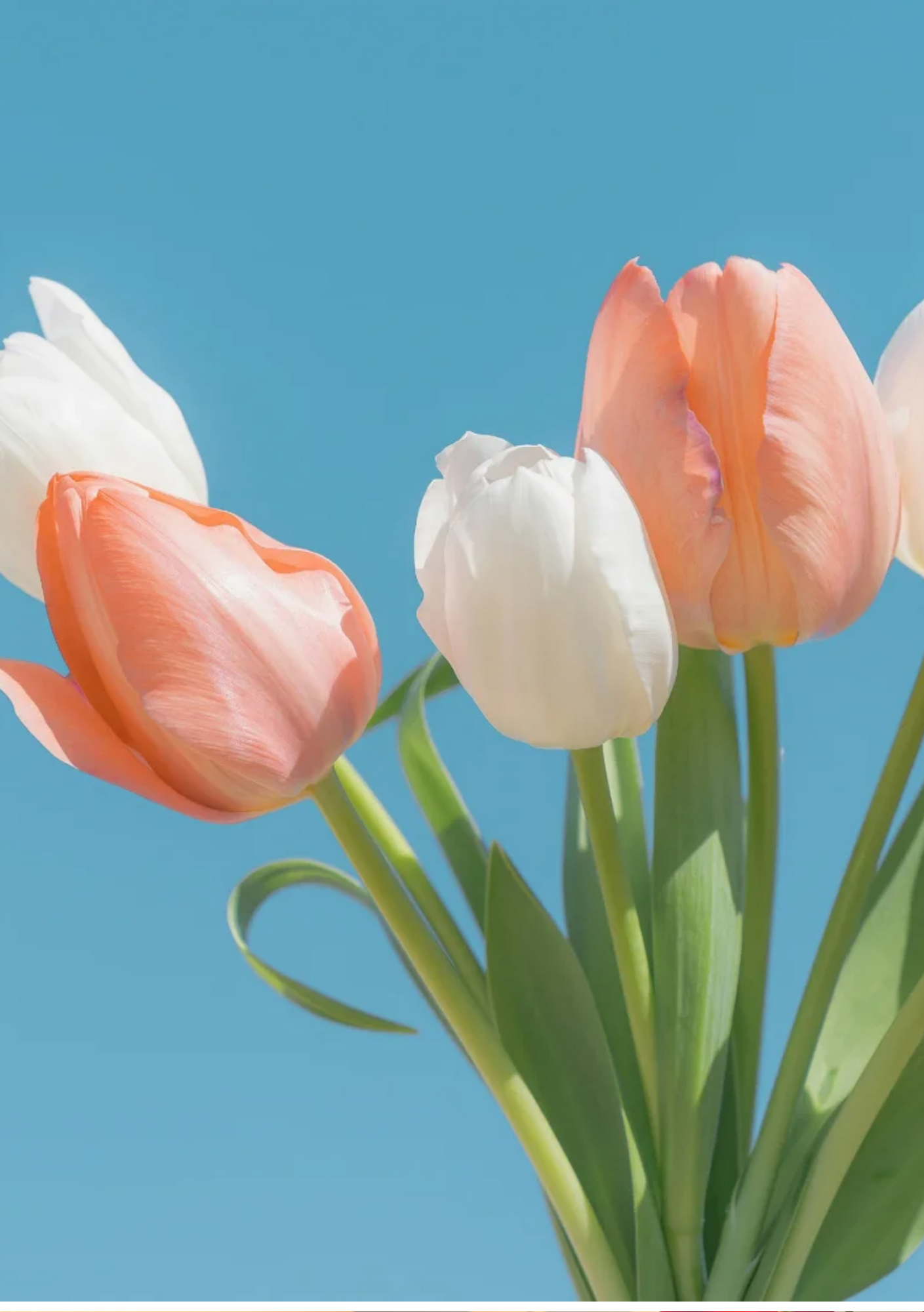 用什么花做微信头像最好 98宝.@笑甜儿爱通信的动态