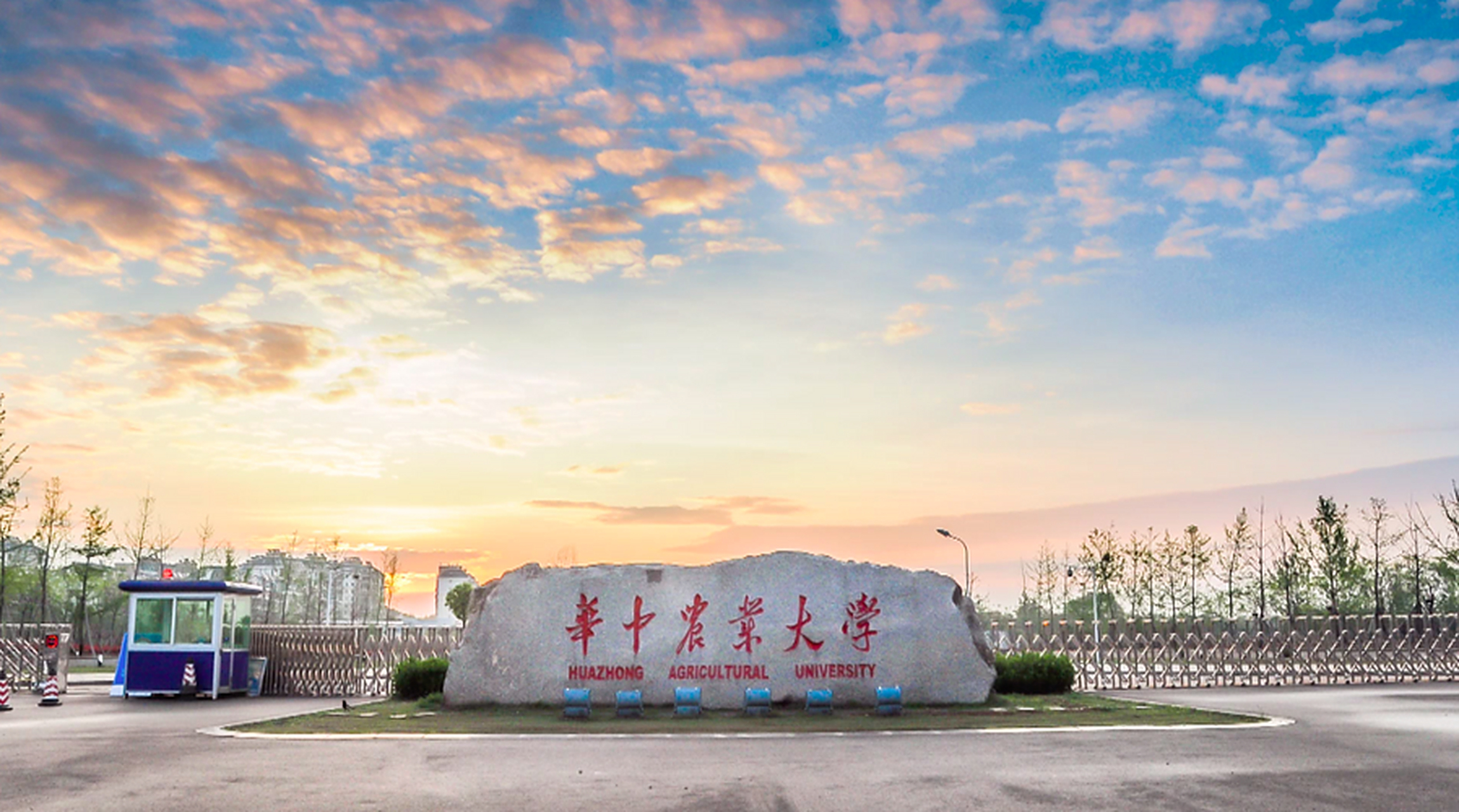 "卡脖子"问题解决了 由华中农业大学水产学院高泽霞教授团队通过基因