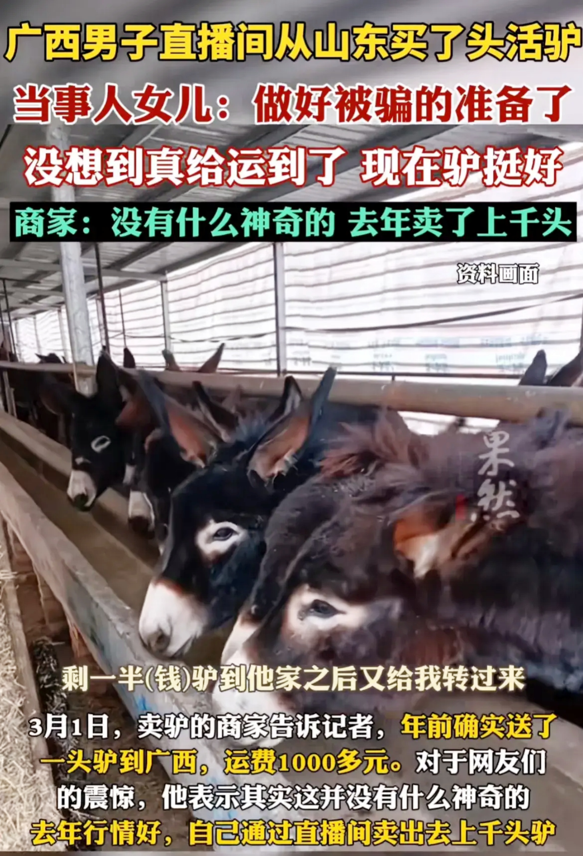 笑麻了广西女子在直播间购买的山东驴竟然真的发货了