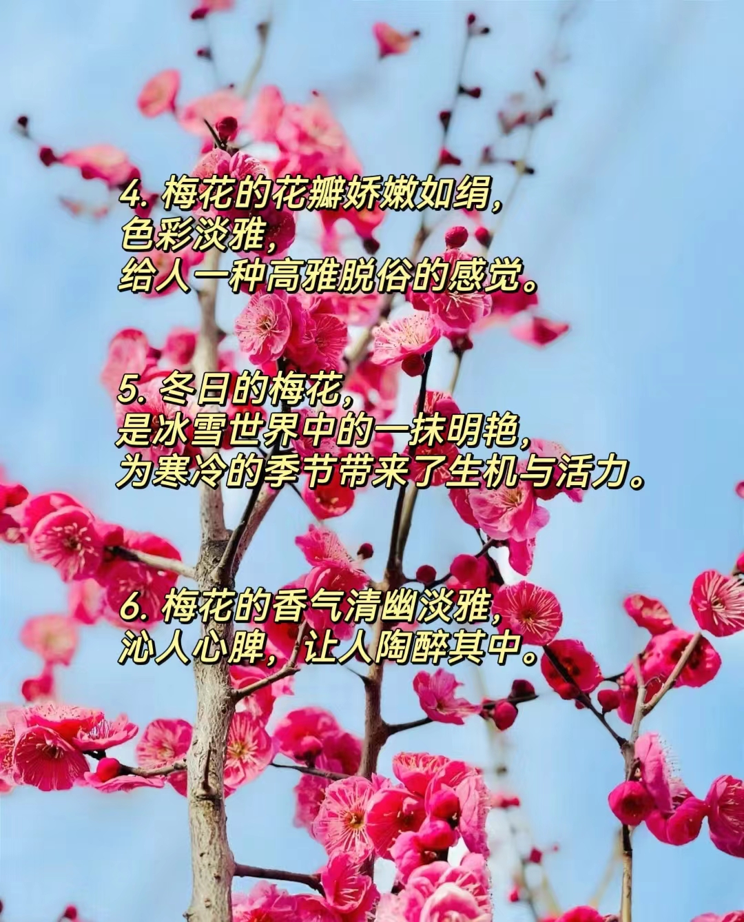 形容梅花的优美句子 0606来喽.@慧慧教育培训的动态