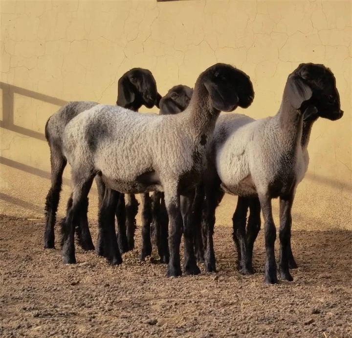 被喊上天价的刀郎羊,真的好吃吗?  有句俗语说:"物以稀为贵.