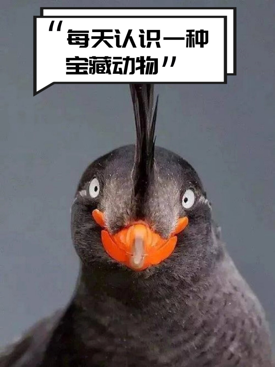 每天认识一种宝藏动物  07中文名:凤头海雀 07学名:aethia crista