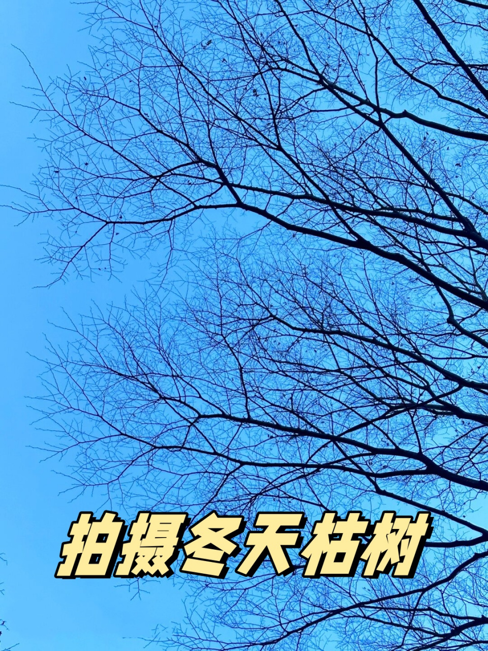 今天,我将和大家分享如何用摄影捕捉冬天枯树的美.