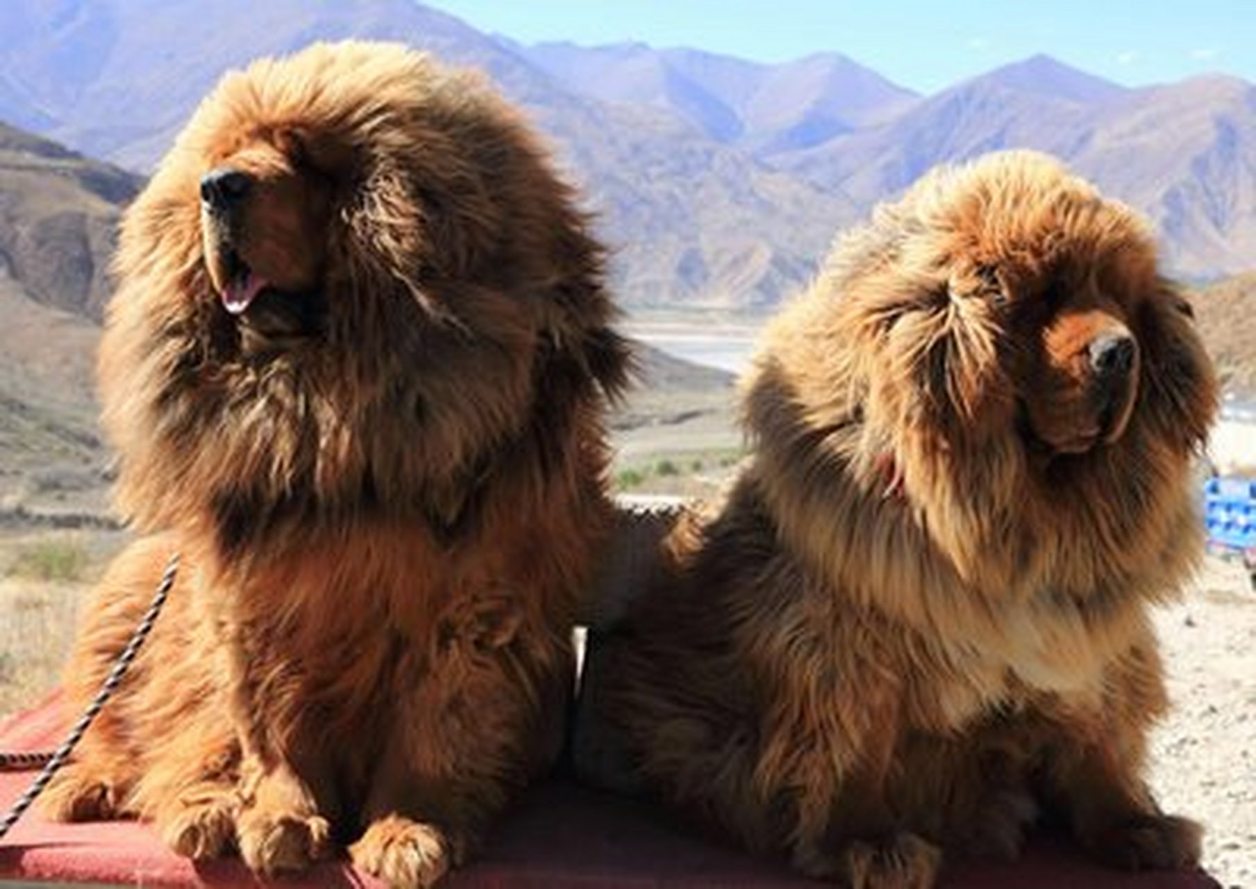 藏獒价格为什么断崖式下跌,有的地方据说都被端上了餐桌?