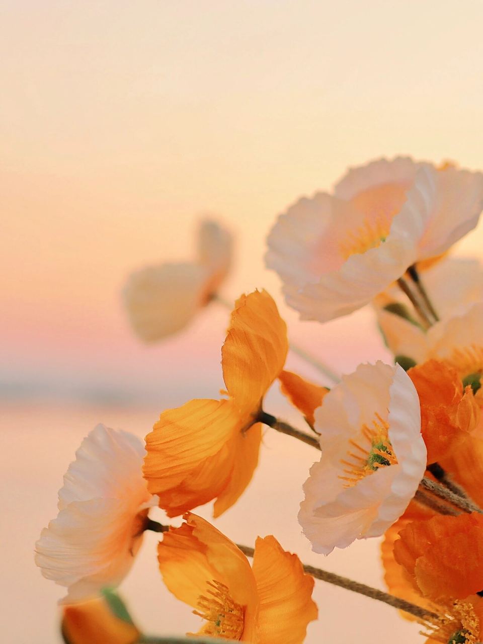 星河滚烫🌻温暖治愈系暖橘调·记录初春阳光