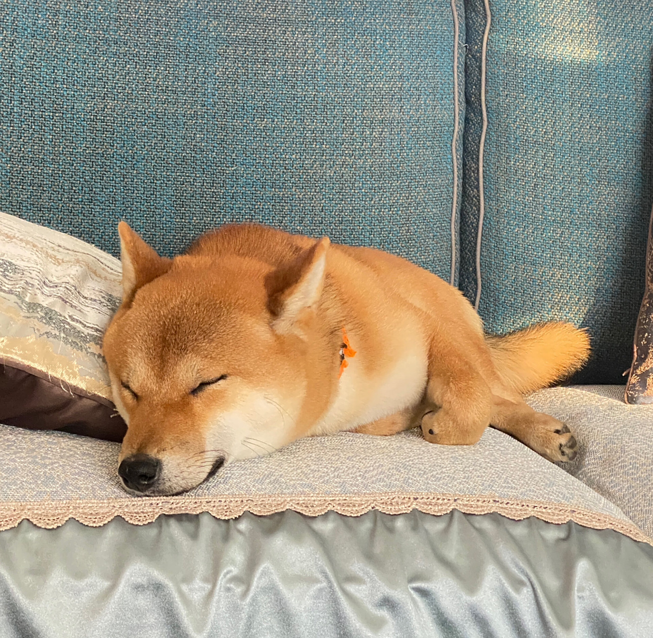 狗狗睡得香  我家狗子又趴沙发上睡着了,每次都睡的那么香 它是我们