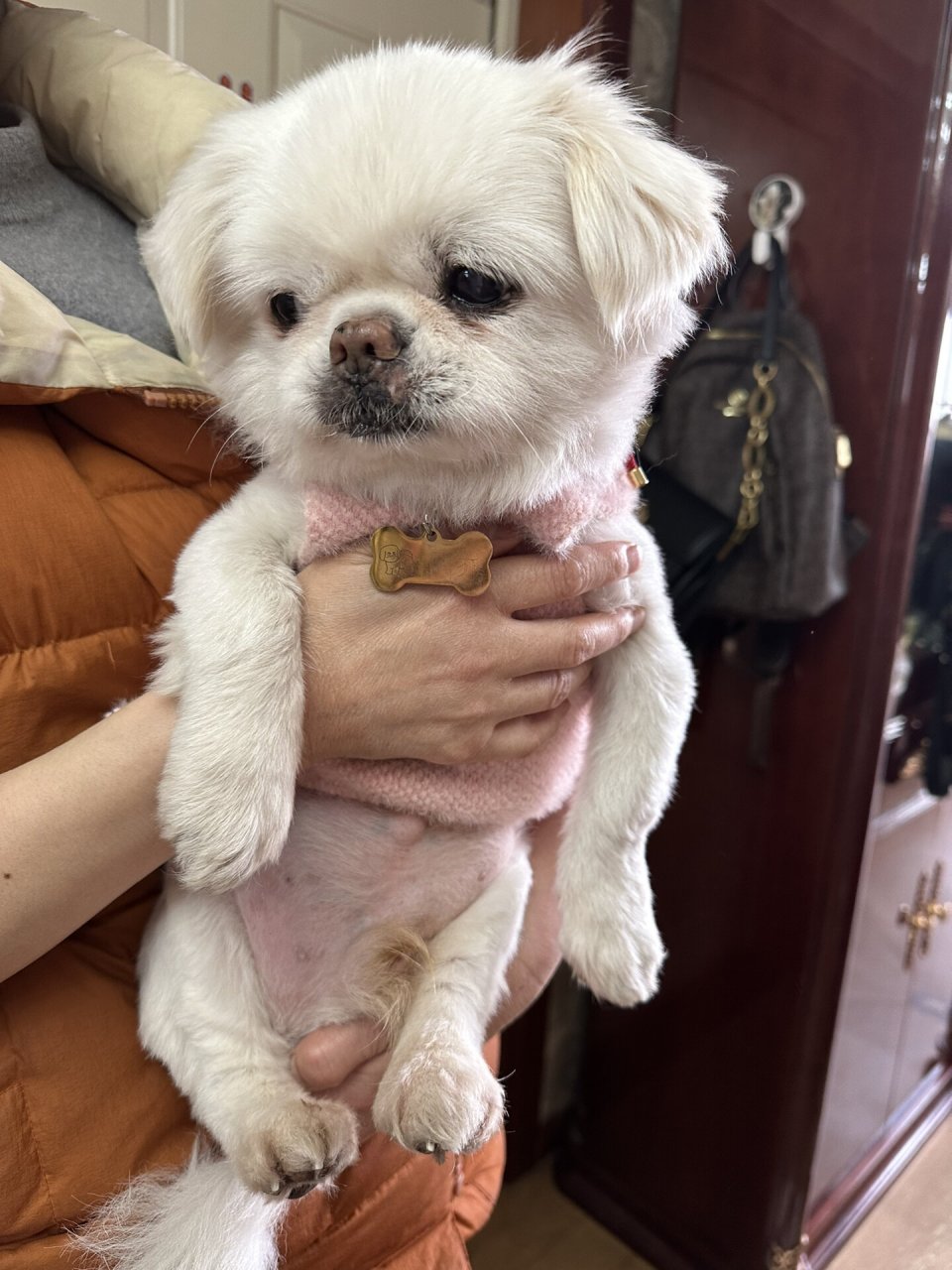 我家的新成员——小美人鱼宝宝  它其实是一只超级可爱的京巴犬,这个