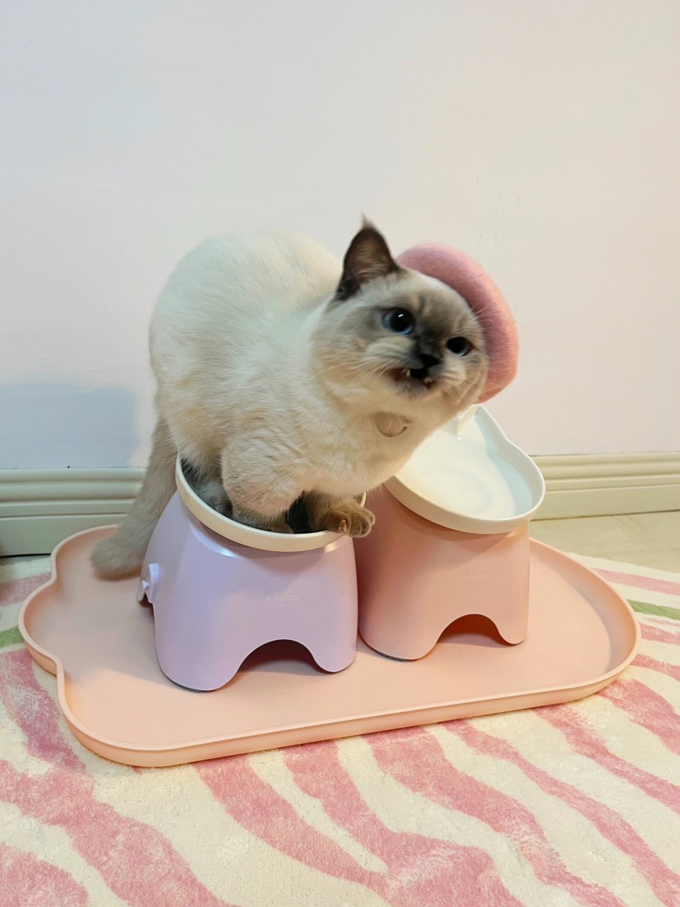 猫咪的抗议  我养了一只非常可爱的英短重点色暹罗猫,取名小介.