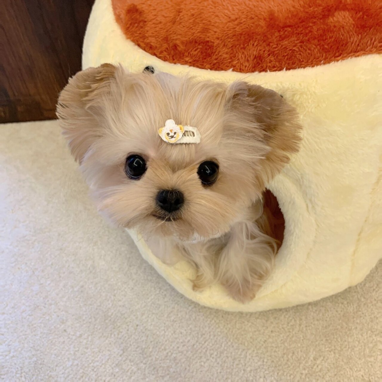 布丁狗狗头像来啦!  哇哦!这难道不是布丁狗本狗吗?