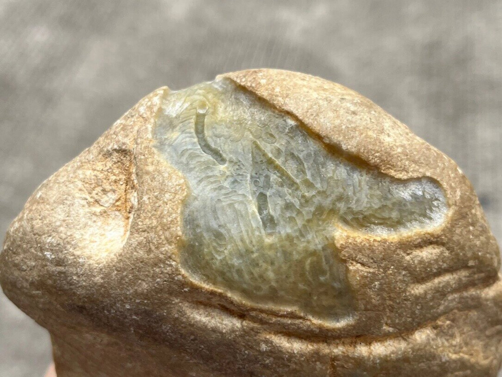 点击头像看直播# #翡翠原石#大象皮翡翠皮壳:大多数老象皮都会伴油蜒
