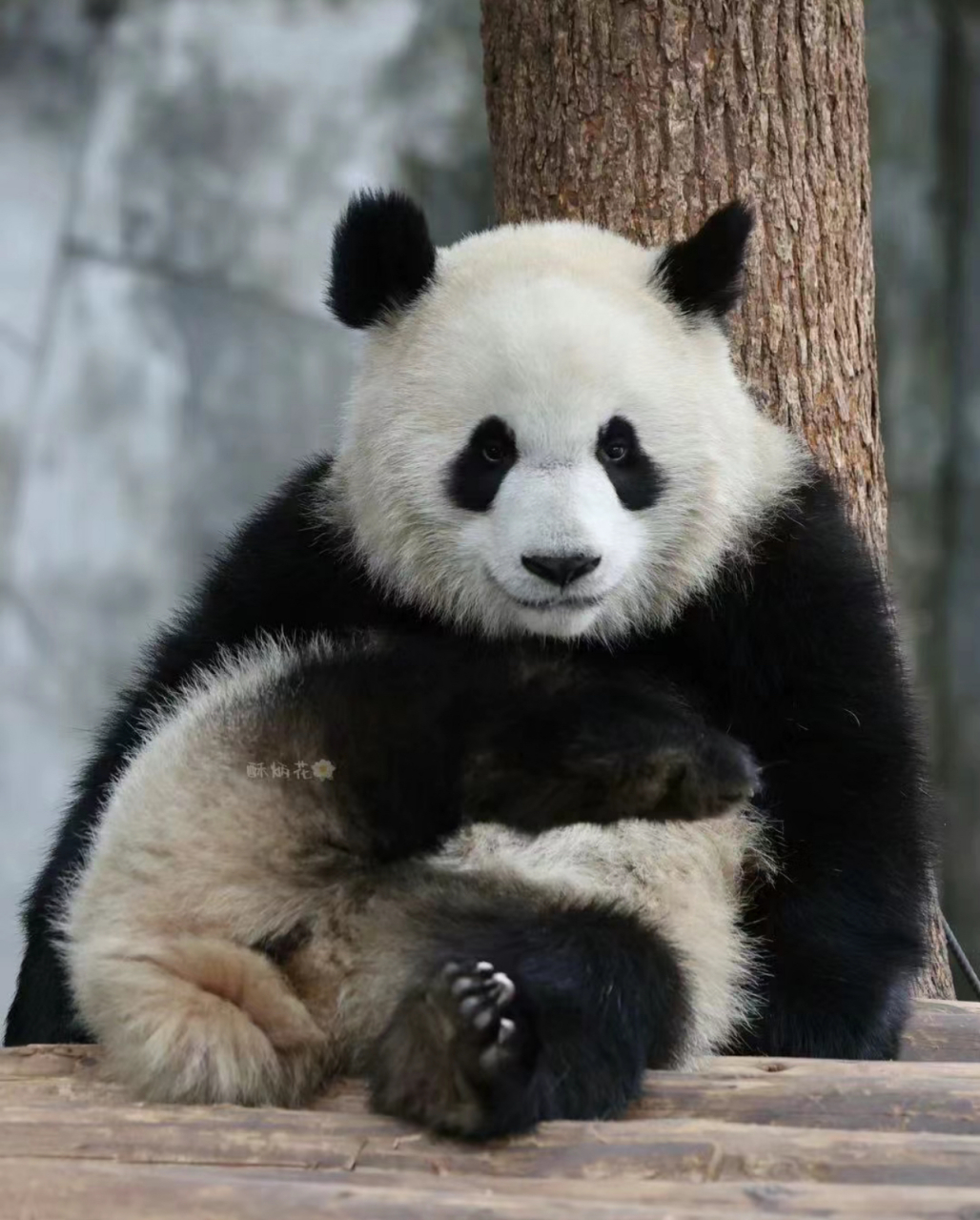 渝爱这柔韧性太可以了,网友:好家伙,她在啃jio啊,我还以为抱着什么