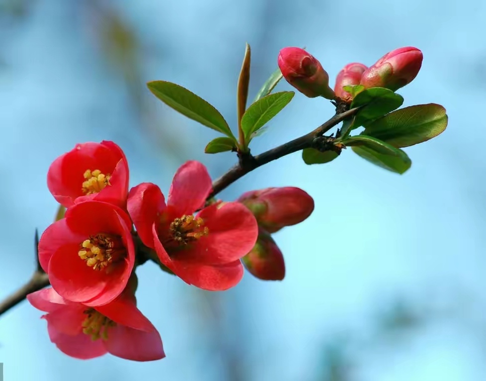 赏早春贴梗海棠花,愿你前路日新风暖,万物皆可期
