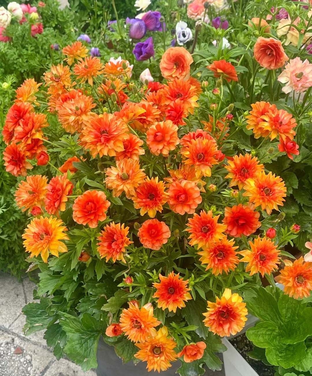 养花界的"新宠"—蝴蝶花毛茛,颜值极高,球根植物,养护很简单