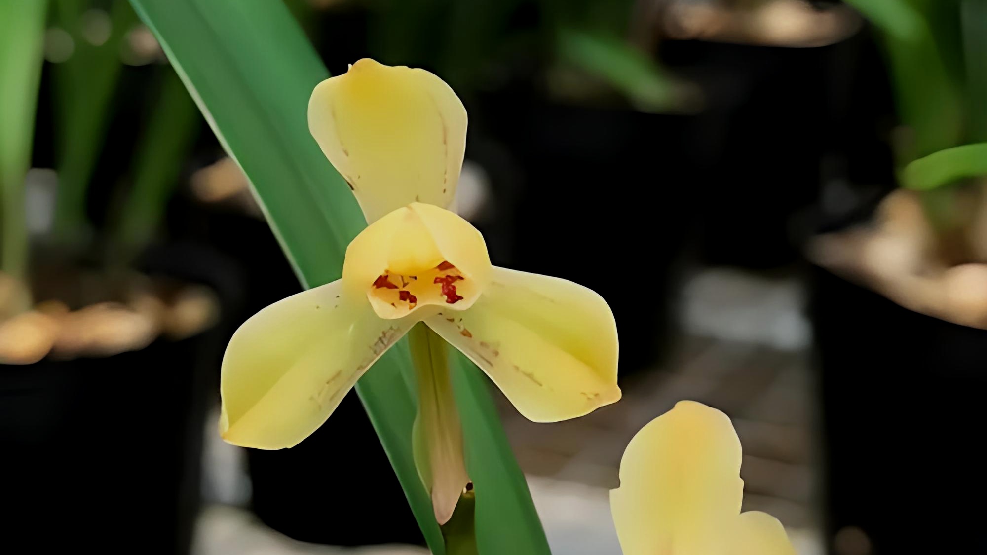 兰花(建兰)欣赏《黄光登梅》