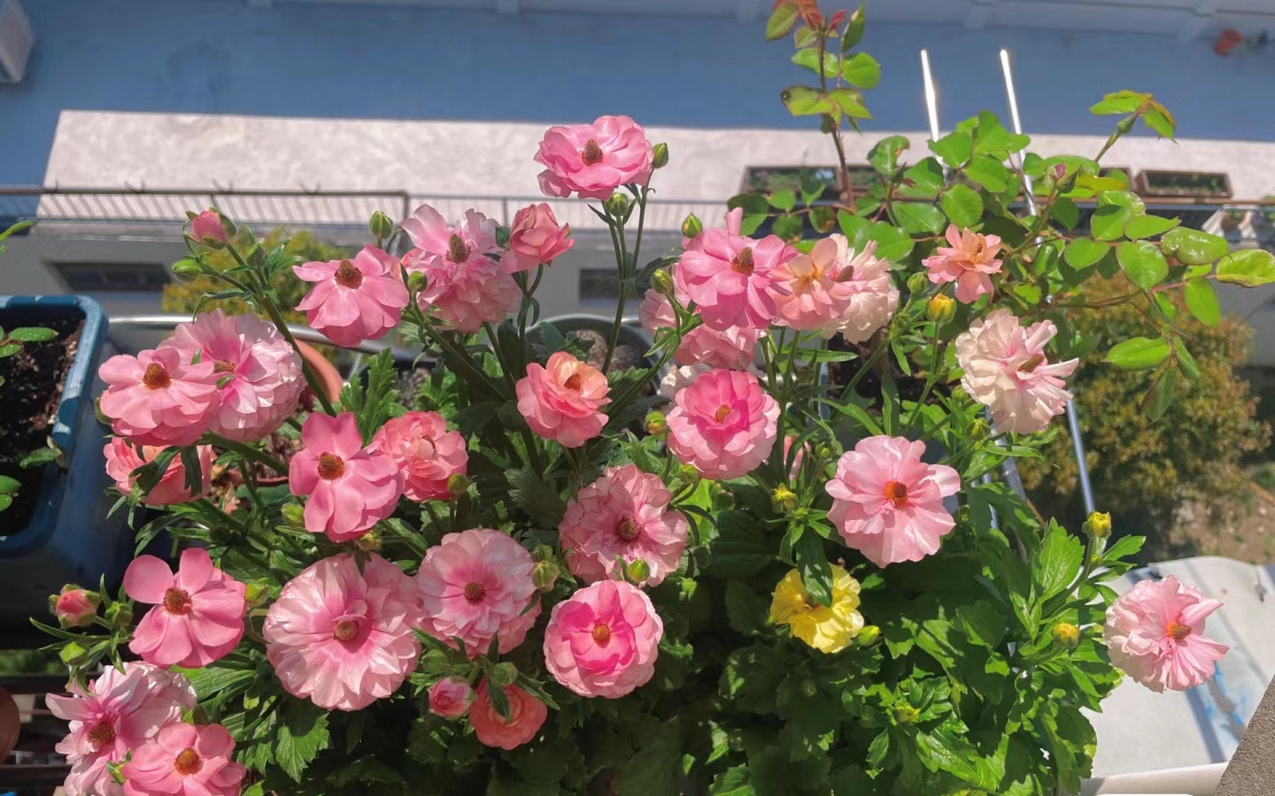 养花界的"新宠"—蝴蝶花毛茛,颜值极高,球根植物,养护很简单