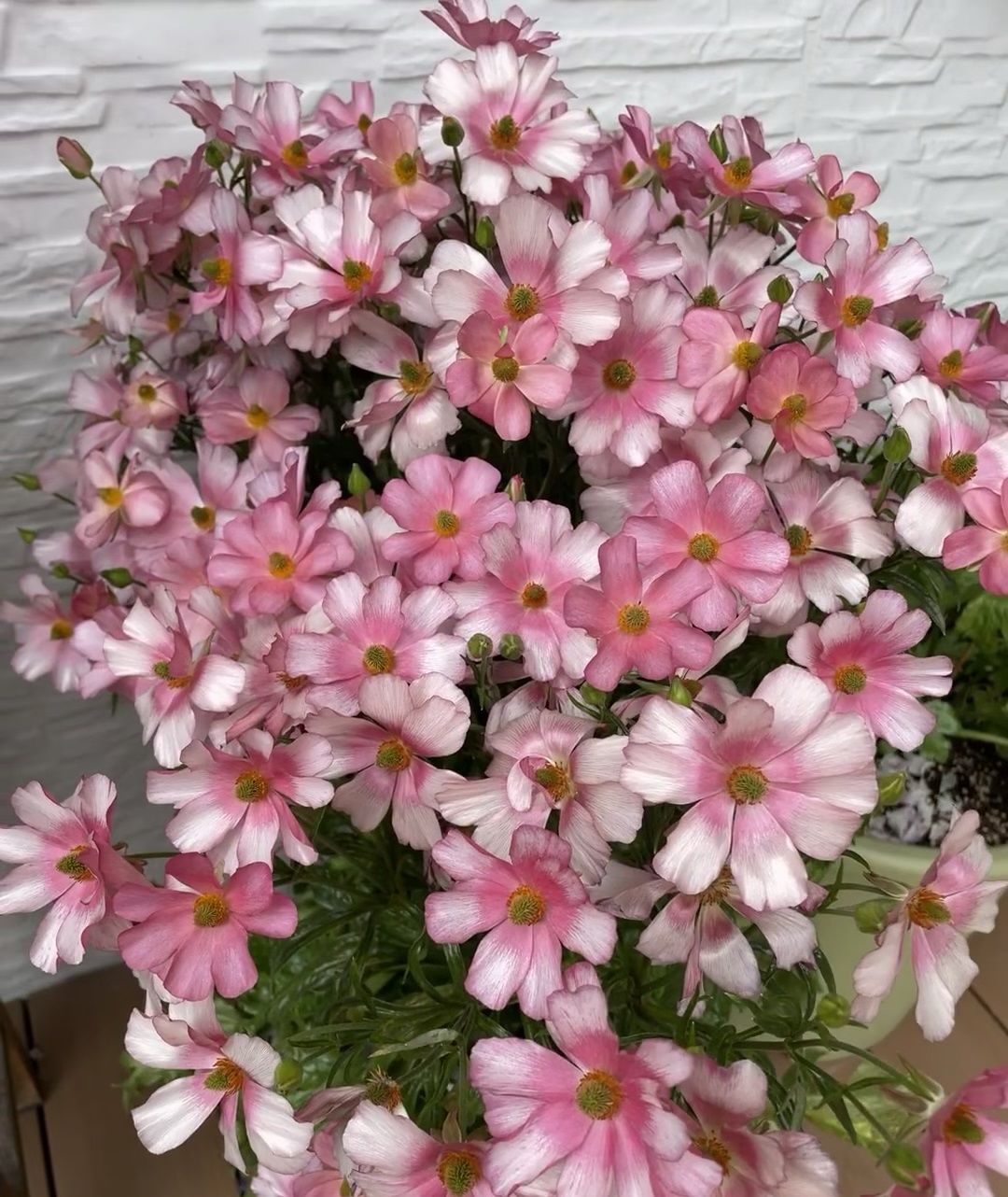 养花界的"新宠"—蝴蝶花毛茛,颜值极高,球根植物,养护很简单