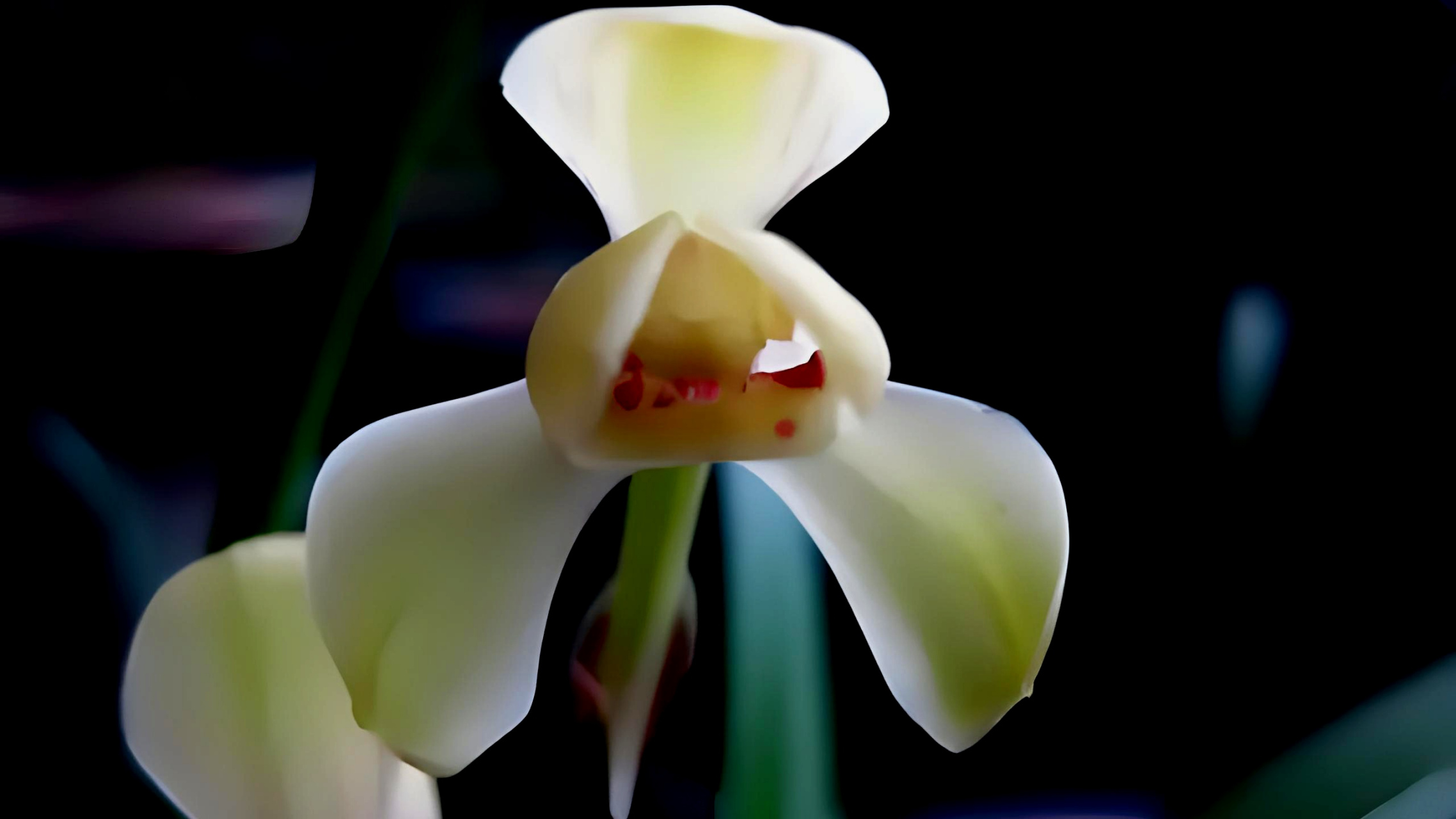 金光玫红,建兰黄光登梅盛放,美丽动人!