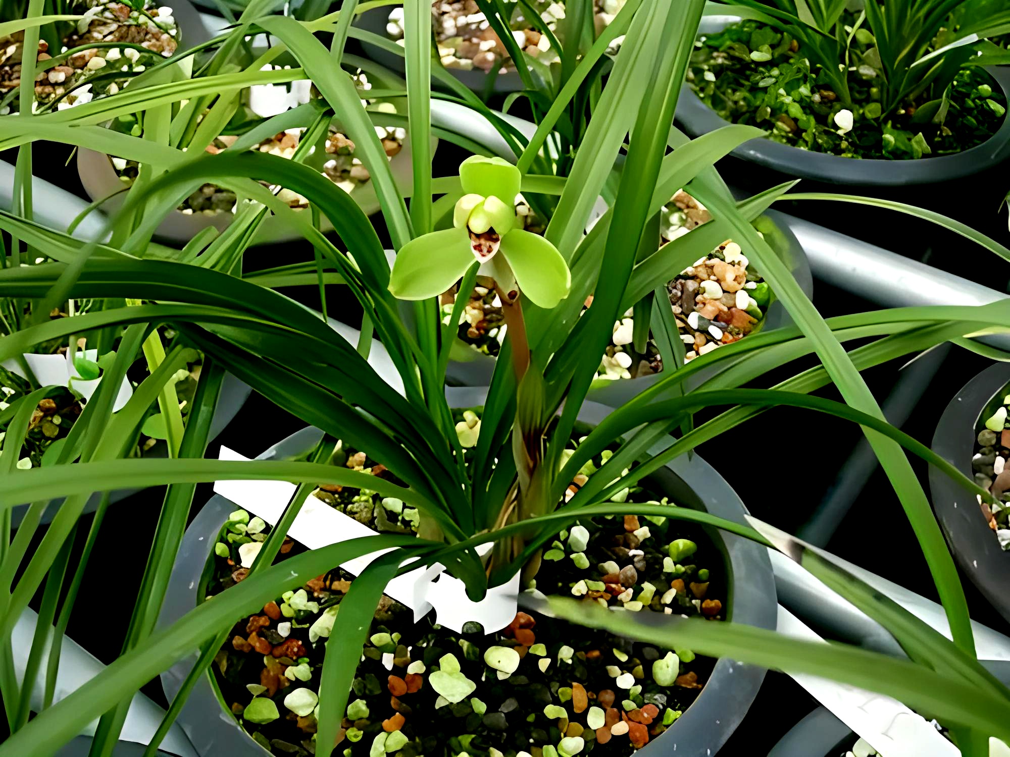 兰花(春兰)欣赏《万字》