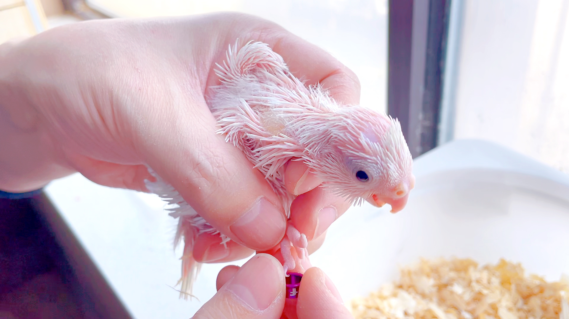 玄凤鹦鹉如何戴闭口脚环