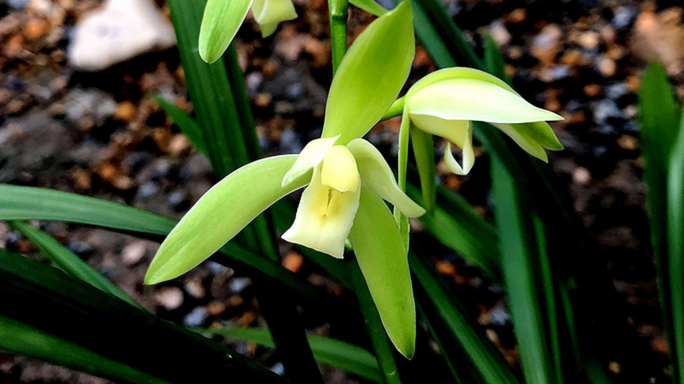 建兰大凤素是兰科兰属的一种,花朵硕大,色彩艳丽,香气浓郁,具有观赏