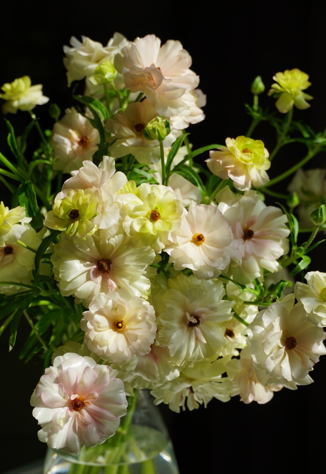 养花界的"新宠"—蝴蝶花毛茛,颜值极高,球根植物,养护很简单