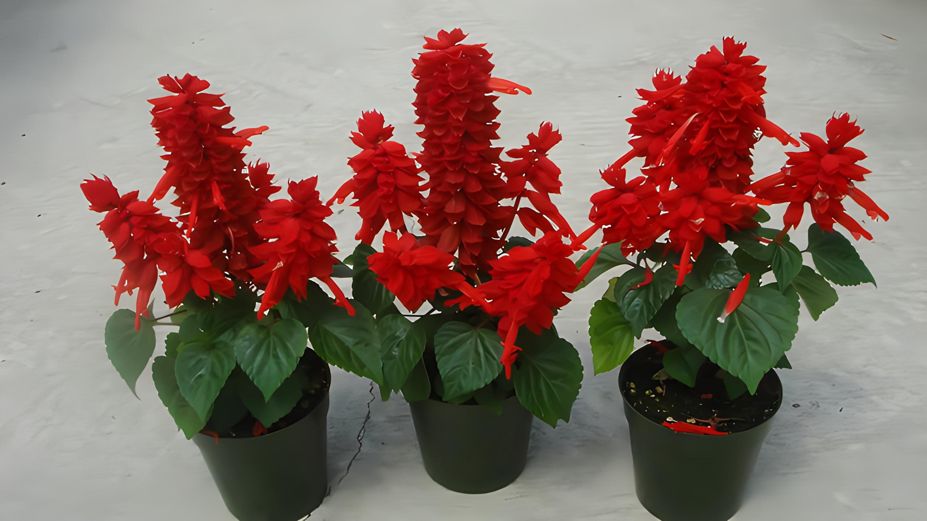 盆栽一串红,红花绿叶点缀家居,养殖无忧!