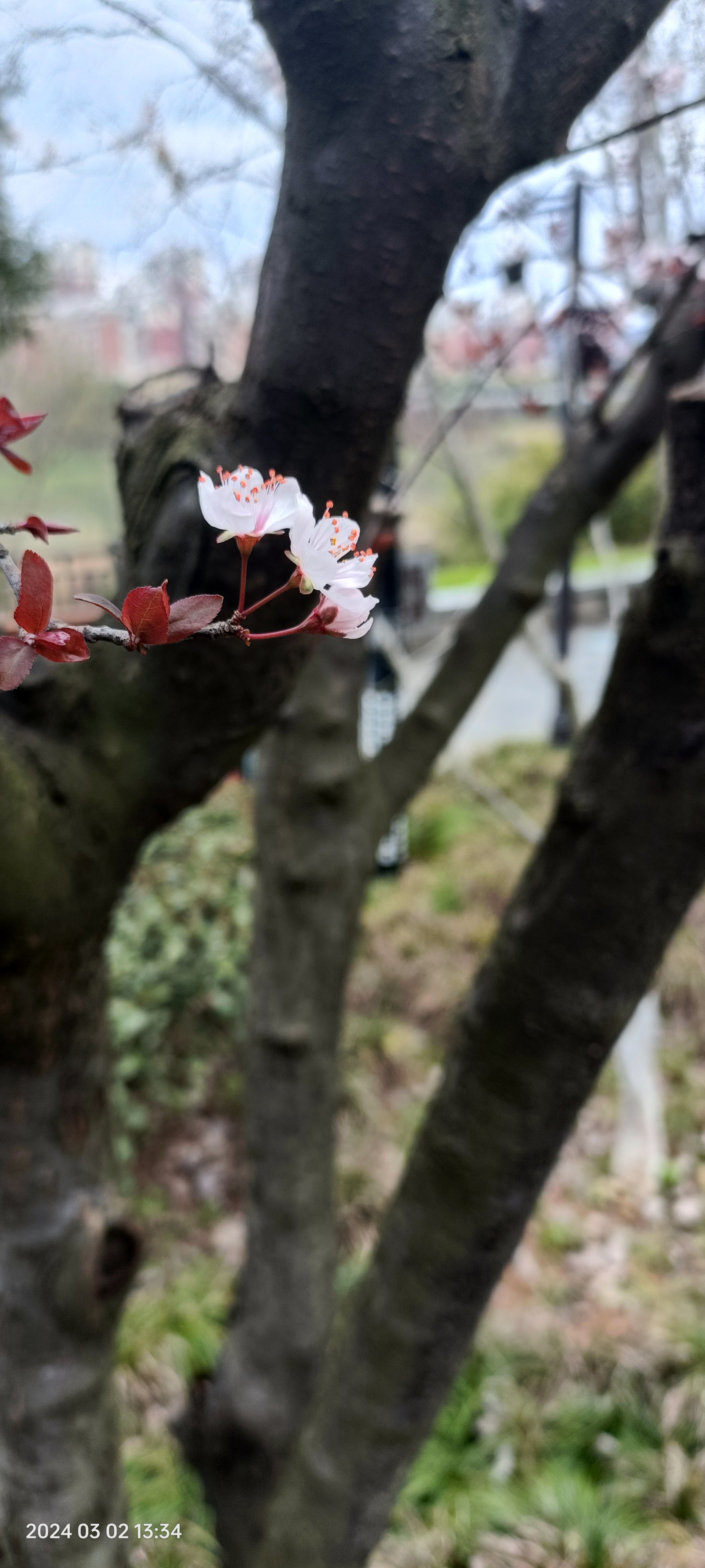 红叶李花花语图片