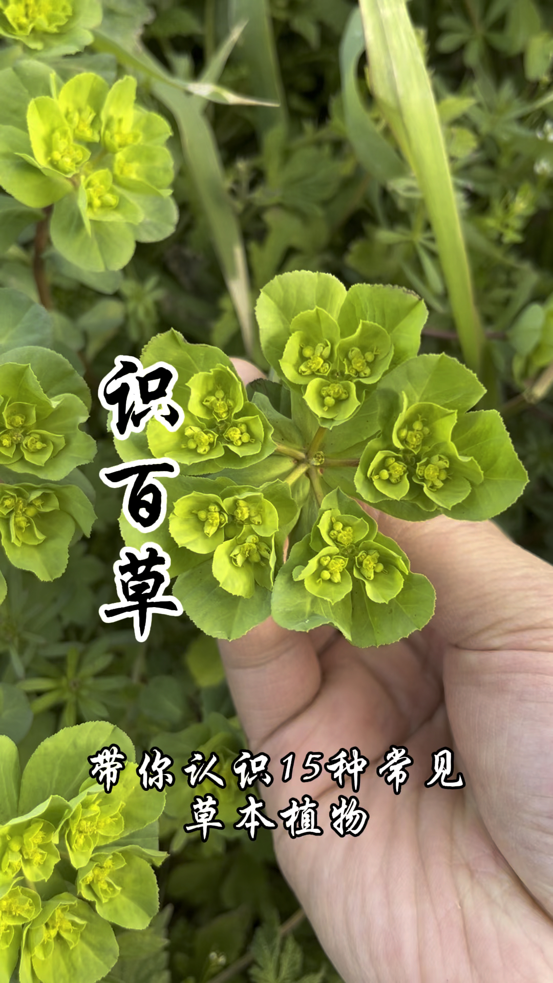 识百草带你认识15种常见草本植物