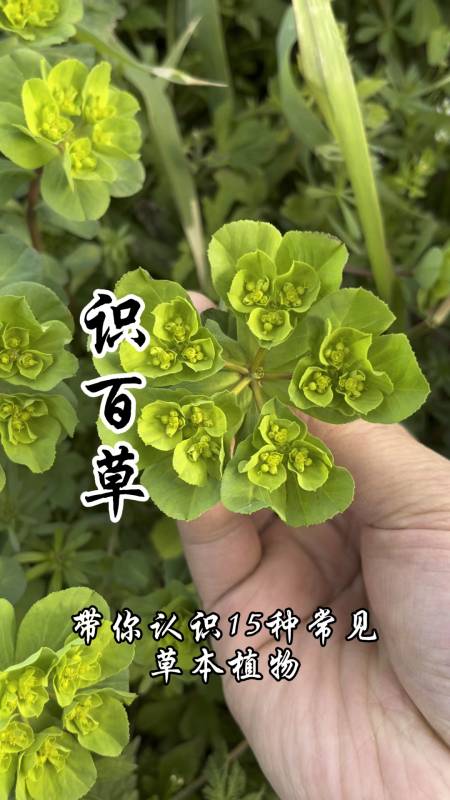 识百草带你认识15种常见草本植物
