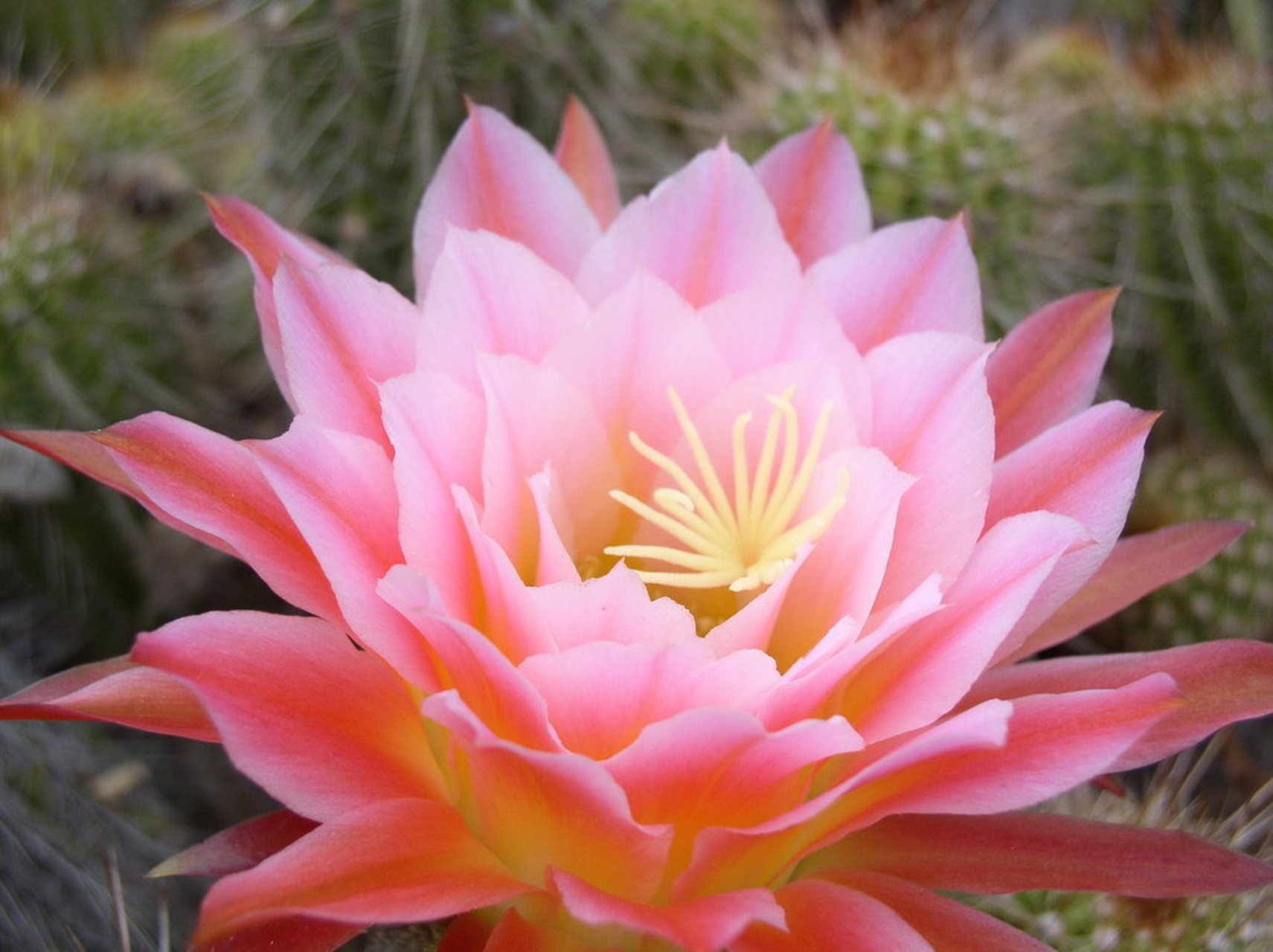 一朵圣洁的花,好运连连都带来.