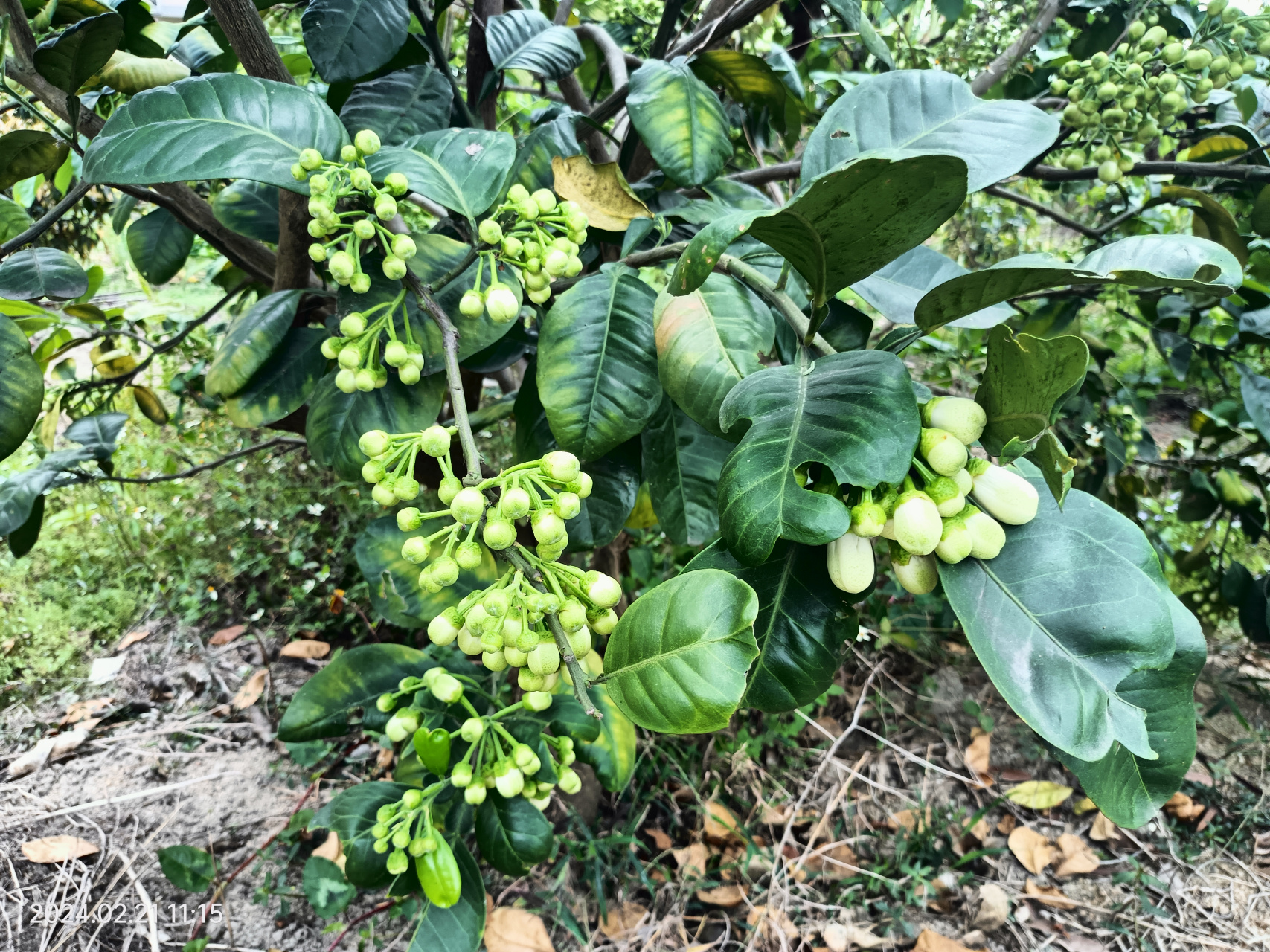 充能柚子开花后图片