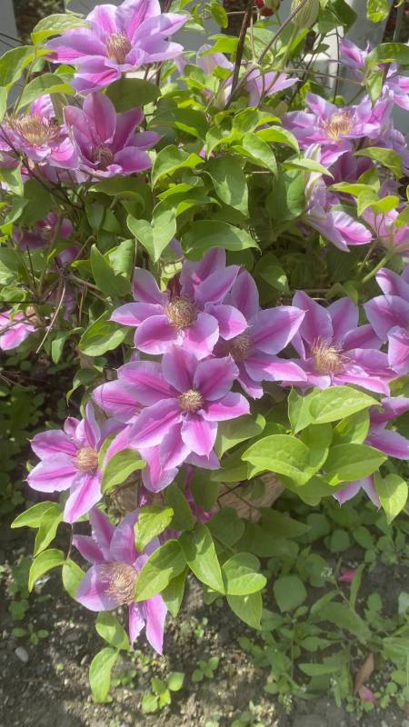 条纹系的经典铁线莲品种博士花量大低维护