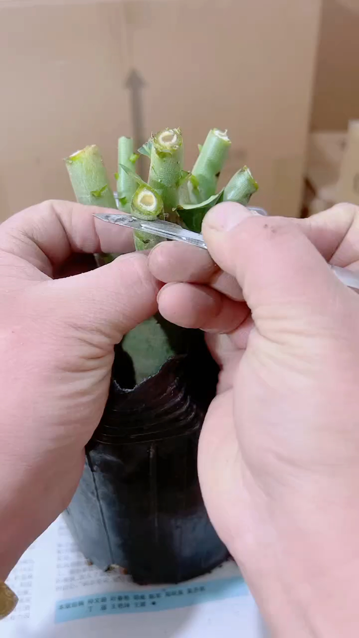 沙漠玫瑰怎样修剪才能开花多