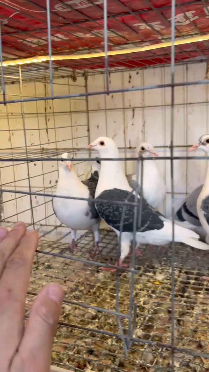 蝴蝶背鸽子,几对种鸽,喜欢的来!
